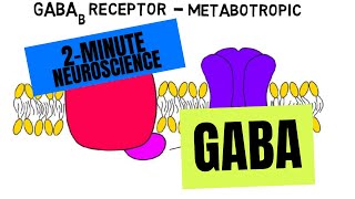 2Minute Neuroscience GABA [upl. by Bryant]