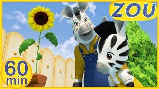 Zou in English 🌻 ZOU DISCOVERS NATURE 🌿 60 min COMPILATION  Cartoons [upl. by Moretta]