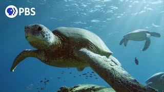 What Makes Hawaiis Green Sea Turtles Unique [upl. by Boyer296]