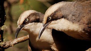 Babblers [upl. by Mabelle]