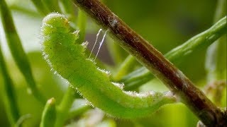 Caterpillar Cocoon Timelapse  BBC Earth [upl. by Onihc652]