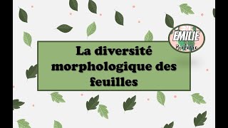 🍃 🍁La diversité morphologiques des feuilles [upl. by Inuat]