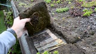 DIY Sedum shed roof [upl. by Artinak]