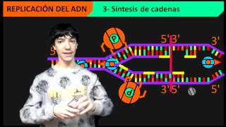 Replicación del ADN paso a paso [upl. by Sikram]