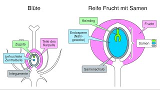 Entwicklung der Blüte zur Frucht mit Samen [upl. by Carley]