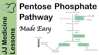 Pentose Phosphate Pathway  Regulation Purpose and Importance in Human Health [upl. by Nathanoj505]