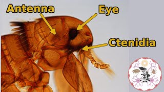 Microscopic Flea Anatomy [upl. by Atinhoj]