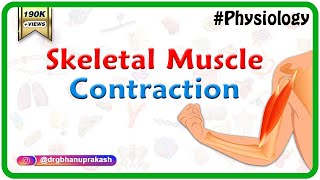 Skeletal muscle contraction  Muscle physiology Animations [upl. by Illah]