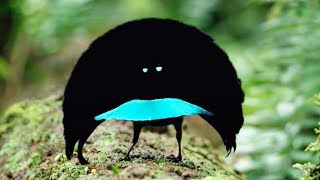 The RAREST BIRDS In The World 🐦 [upl. by Hsac]