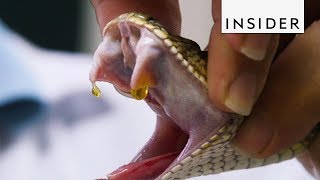 How Venom is Extracted from Snakes [upl. by Inahpit57]