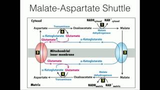 Glycerophosphate Shuttle Mitochondrial NADH Transport [upl. by Ttayw673]