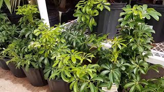 How To Take Care of the Schefflera Arboricola  Donna Joshi [upl. by Brandenburg85]