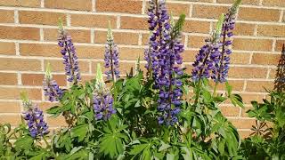 Plant native Lupines and help save an endangered species [upl. by Havener]