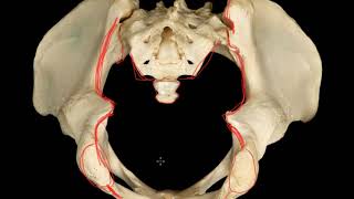 Anatomía de Pelvis Periné 1 generalidades [upl. by Haleelahk627]