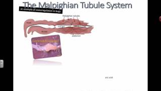 Malpighian Tubules IB Biology [upl. by Quinton]