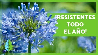 10 PLANTAS de EXTERIOR RESISTENTES al SOL y al FRÍO 🌼🌿 [upl. by Einahpets]