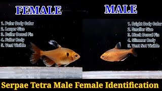 Serpae Tetra Male Or Female Identification [upl. by Zacharias954]