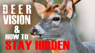 Deer Vision How it Works and How to Stay Hidden [upl. by Leach]