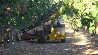 Harvesting Pistachios in California 2017 [upl. by Cull]