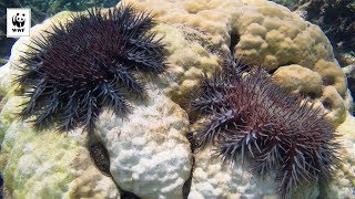 Surviving corals eaten by Crown of Thorns Starfish  WWFAustralia [upl. by Burchett]