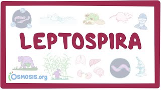 Leptospira  an Osmosis Preview [upl. by Nosnej131]