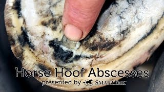 Horse Hoof Abscesses [upl. by Petrick999]