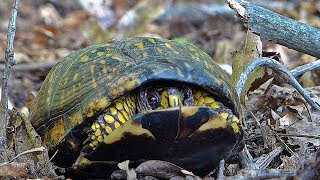 Eastern Box Turtle Opens Its Shell [upl. by Ahsinot]