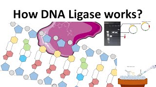 DNA Ligase How DNA Ligase works [upl. by Aramal]