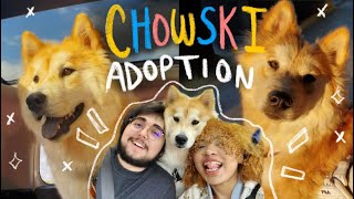 ADOPTING OUR CHOWSKI 🐶 ChowChowHusky Mix  Mochi amp Miso Soup [upl. by Kerge]