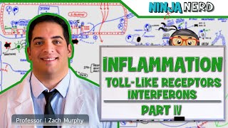 Immunology  Inflammation Toll Like Receptors and Interferons Part 4 [upl. by Ancilin945]