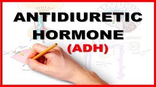 ADH Antidiuretic Hormone  Renal Physiology [upl. by Brom]