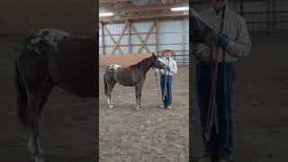 Teaching your horse to stop biting and nibbling [upl. by Durnan]