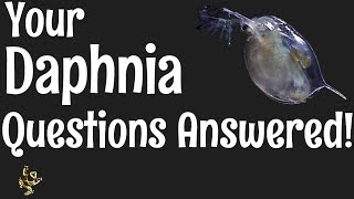 Daphnia Questions Answered [upl. by Rikahs]