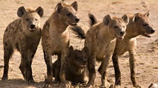 The Truth About Spotted Hyenas [upl. by Initof]