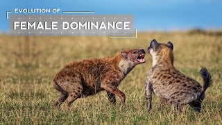 How Female Dominance Evolved in Hyenas [upl. by Ellehsar]