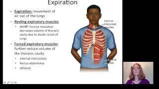 Lecture 20 Respiratory System [upl. by Carrissa]