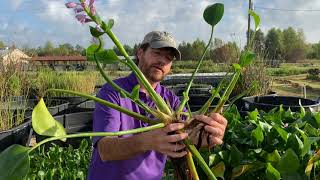 Water Hyacinth Management [upl. by Ynattirb]