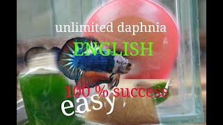 daphnia moina culture Easy way Unlimited production English  with sub Green water Chlorella [upl. by Euqinmod]