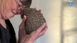 A glimpse into Hedgehog Rescue New Zealand [upl. by Elbring732]