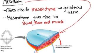 Embryonic Tissues [upl. by Orgel]