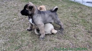 Kangal Turkish Kangal Puppies [upl. by Aztiley595]