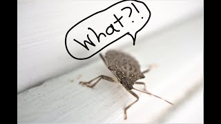 5 Interesting Facts About Stink Bugs [upl. by Button]