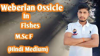 Weberian Ossicle in Fishes Full Complete Question Hindi Medium [upl. by Acinet]