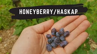 Unique Honeyberry Tasting and Growing  Lonicera caerulea [upl. by Ahseekan]