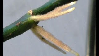 How To Grow Roses from Stem Cuttings In Water Indoors [upl. by Wallinga]