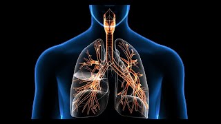 Sistema respiratorio Vías aéreas superiores ANATOMÍA PARA TODOS [upl. by Ruyam]