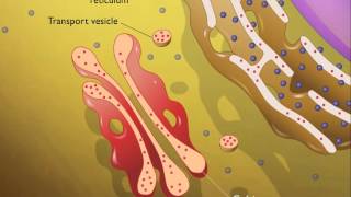 Lysosomes HD Animation [upl. by Simons633]