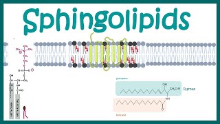 Sphingolipids  Chemical structure  biogenesis and function [upl. by Kciredorb]