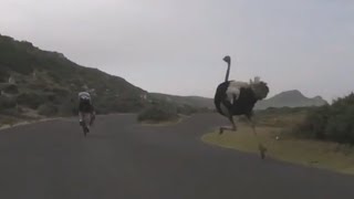 Ostrich Chases Cyclists in South Africa [upl. by Keily633]