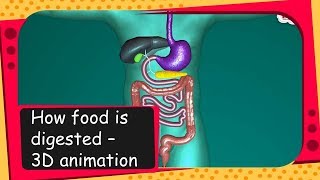 Science  How food is digested  3D animation  English [upl. by Inhsor569]